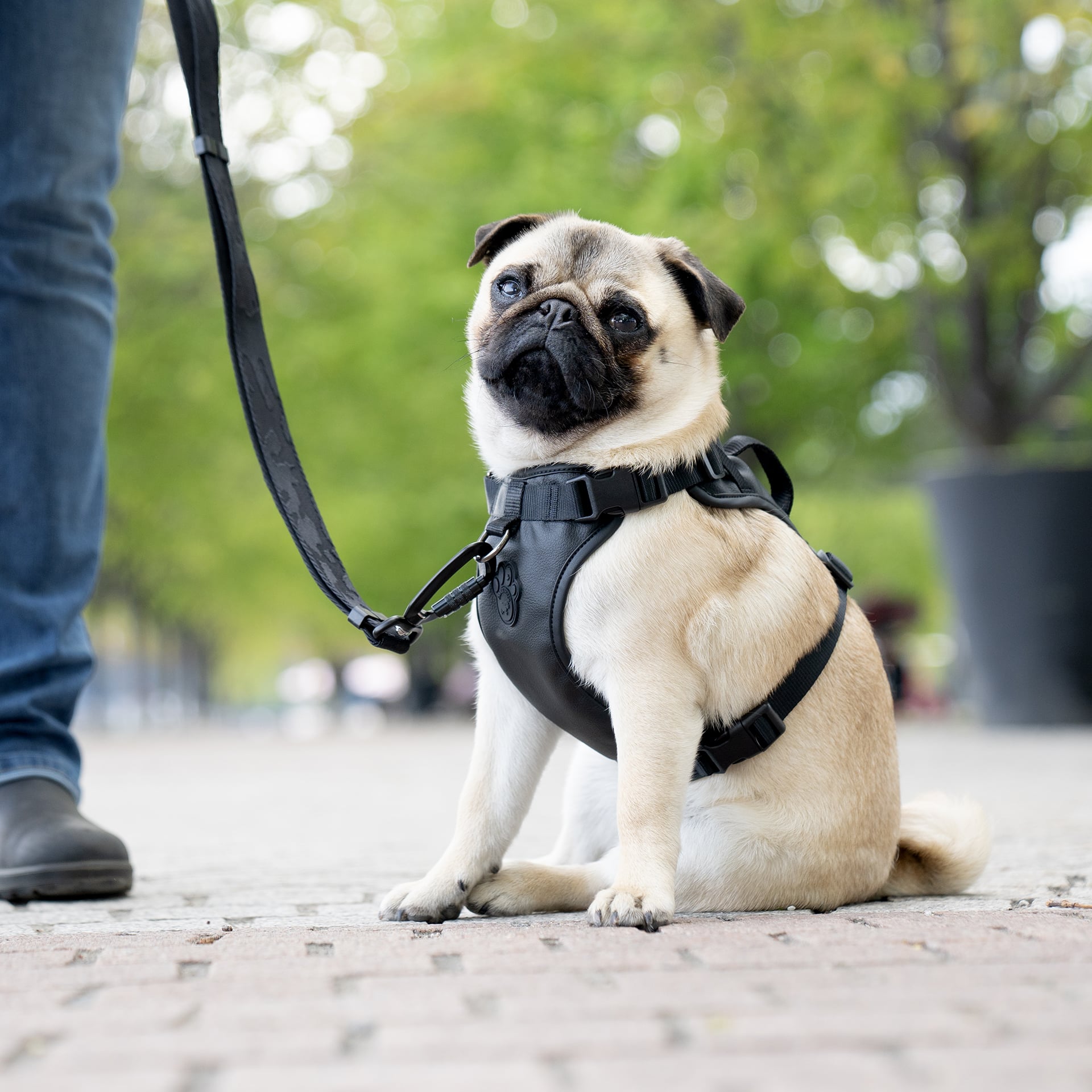 Eco+ Everything Harness