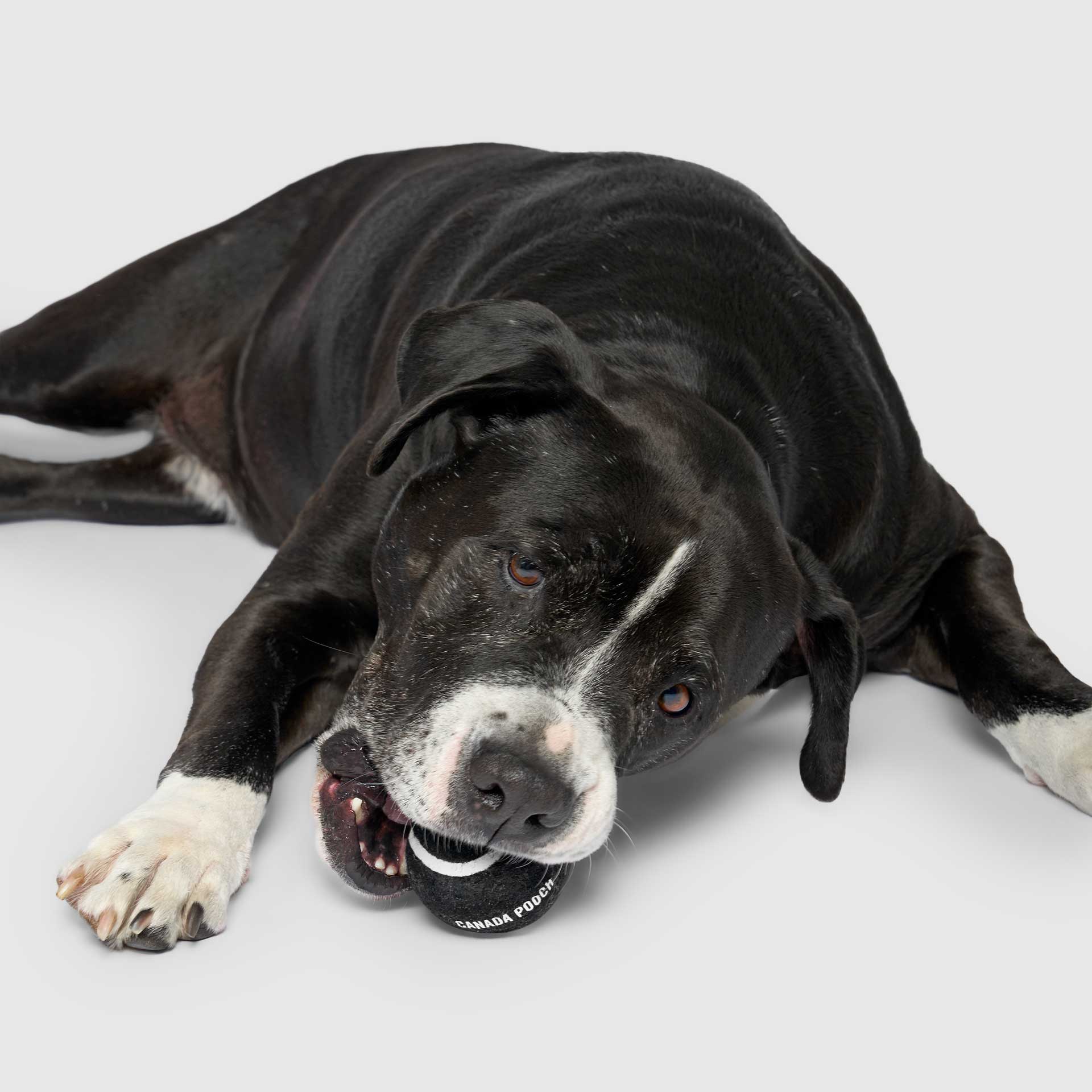 Go Fetch Tennis Ball & Silicone Holder